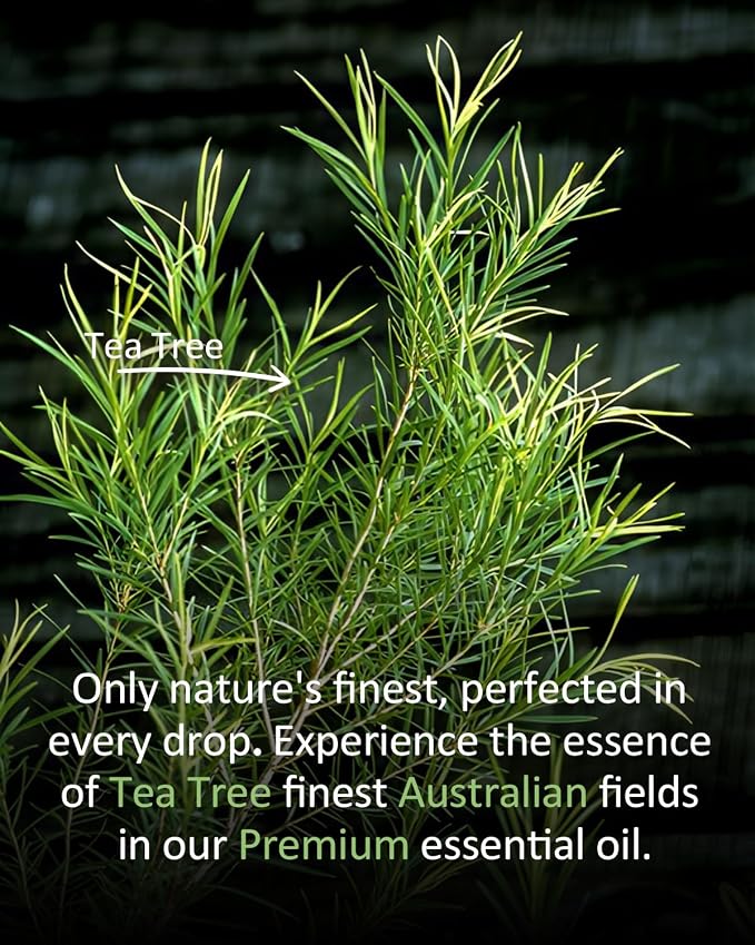 Pure Tea TreeEssential Oil, 100% Natural Tea TreeEssential Oil, Premium Grade - Image 4