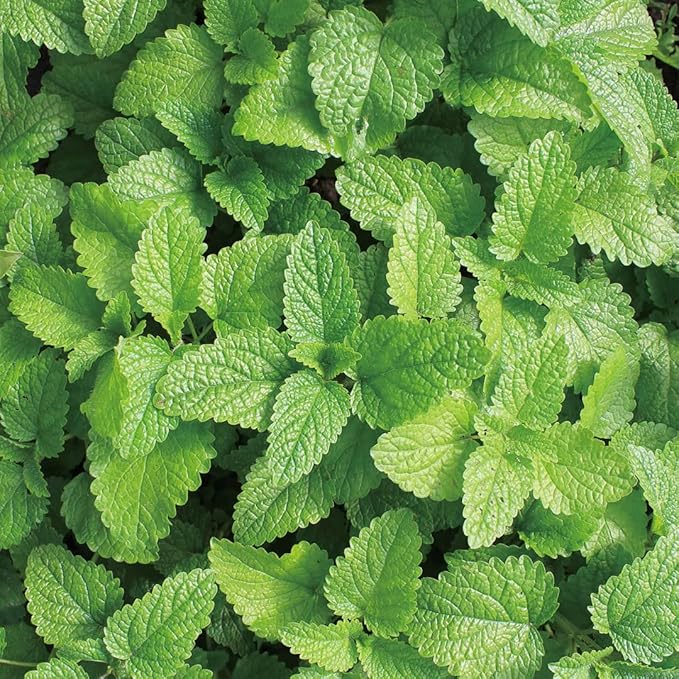 Aromatics International Lemon Balm Hydrosol 100ml | Fresh Aromatic Spray - Image 2